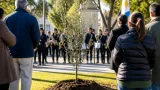 Alta Gracia plantó un retoño del olivo histórico de San Martín en barrio San Martín