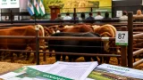 Corrientes presenta créditos para la ganadería: subsidio de hasta 10 puntos y plazos de hasta 36 meses
