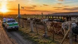 Frustran presunta maniobra de abigeato en Formosa y recuperan 40 vacunos, 13 en Paraguay