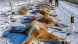 Más de 300 guanacos muertos hallados junto a la Ruta 40 en un tramo nevado de Santa Cruz