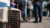 Tafí Viejo: indignación por gatitos baleados, una menor imputada y una cría grave