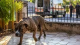 Una nena de 2 años internada en terapia intensiva tras ataque de un pitbull en San Miguel de Tucumán
