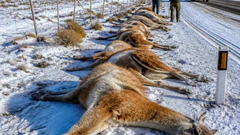 Más de 300 guanacos muertos hallados junto a la Ruta 40 en un tramo nevado de Santa Cruz