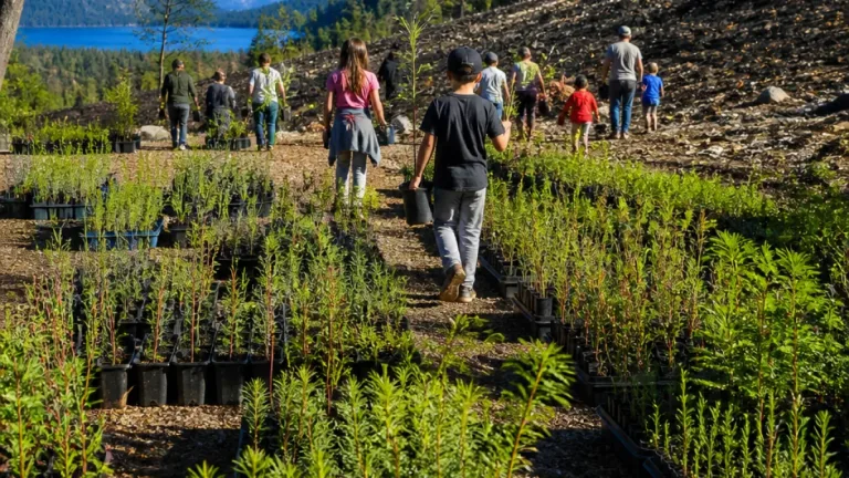 Una escuela en Los Alerces lleva 20 años reforestando: más de 32.000 árboles plantados