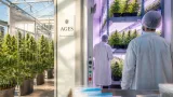 AGES baut in Wien medizinisches Cannabis: So funktioniert die Produktion in Donaustadt