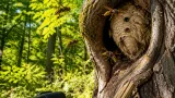 Anstieg der Asiatischen Hornissen sorgt auch in Baden für Aufmerksamkeit