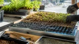 Dornbirn: Kostenloser Workshop zeigt Aufbau und Nutzen von Gründächern