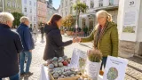 Glücks- und Wandersteine in Grieskirchen: Kleine Kunst, große Botschaft zur psychischen Gesundheit