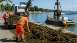 Hard räumt auf: Bauhof kämpft gegen starkes Seegraswachstum im Bodensee
