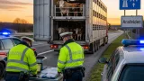 Lenkzeit-Manipulation bei Viehtransport: Polizei stoppt Sattelzug in Ansfelden