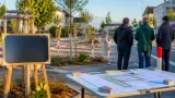 Marchtrenk plant grünere Straßen: Bäume, Inseln und Baumpaten sollen künftig früher berücksichtigt werden