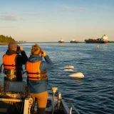 Belugas an der Mündung des Sankt-Lorenz-Stroms: Schutz gegen Schifffahrt und menschliche Nutzung
