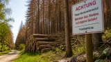 Zwettl: Forstbehörde warnt vor massiver Borkenkäfermassenvermehrung