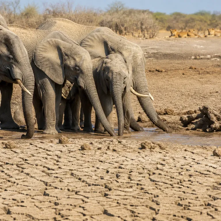 Dürre in Kenia: Elefanten, Geparden und Wildhunde kämpfen um Wasser und Beute