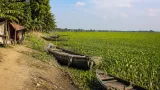 বদরগঞ্জের ভাড়ারদহ বিল কচুরিপানায় ঢাকা, প্রতি‍স্থানীয়রা আতঙ্কে—মৎস্য ও পাখিপ্রজাতি ক্ষতিগ্রস্ত
