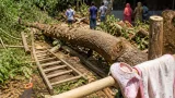 চাটমোহরে গাছ কাটার কাজে পড়ে মৃত্যুবরণ করলেন ৩৫歲 দিনমজুর
