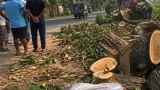 ঝিনাইদҳ — কালীগঞ্জ-কোটচাঁদপুর সড়কে বহু বছরের গাছ কাটা: স্থানীয়দের উদ্বেগ বাড়লো