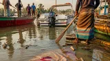 পটুয়াখালী গলাচিপায় মা ইলিশ রক্ষার অভিযানে সংঘರ್ಷ: পুলিশসহ দু'জন আহত