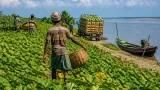 সিরাজগঞ্জে গ্রীষ্মকালীন সবজি চাষ বাড়ায় ক্ষুদ্র কৃষকের আয়ের উন্নতি