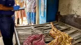 যশোরে বাঘারপাড়ায় খাটে ডাকাতি নয়, রহস্যজনকভাবে মা ও ছেলের মৃত্যু