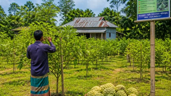 ২০ শতকে ২৬০ গাছ: নড়াইলে ননীফল চাষ করে মাসে আয় এক লাখ—রবিউলের গল্প