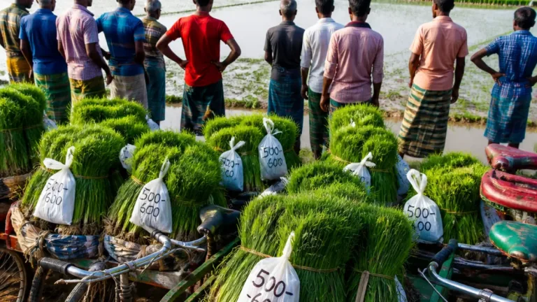 গাইবান্ধায় ধান চারা দাম আকাশছোঁয়ায় নিম্নাঞ্চলের কৃষক উদ্বিগ্ন