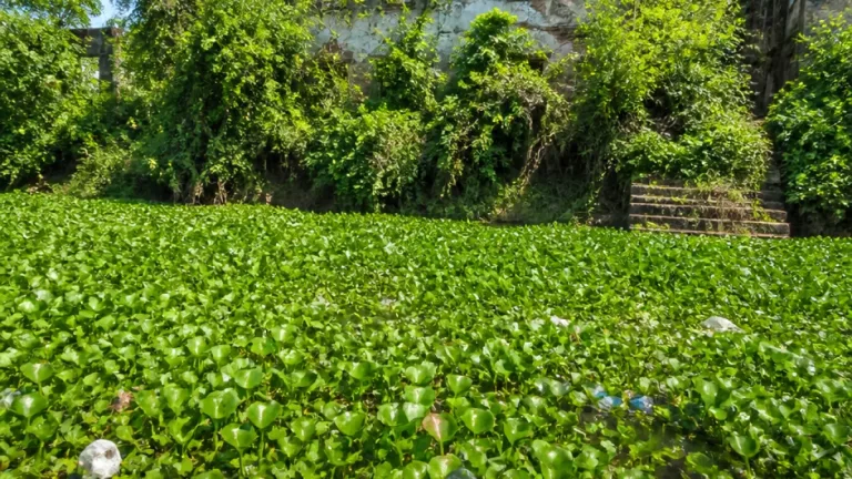 গাজীপুরের ভাওয়াল রাজদিঘি কচুরিপানায় ঢাকা; ঐতিহ্য ও জনজীবন বিপন্ন