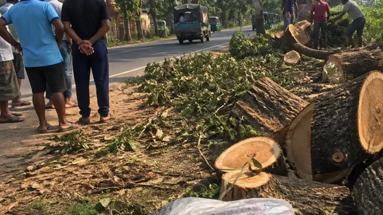 ঝিনাইদҳ — কালীগঞ্জ-কোটচাঁদপুর সড়কে বহু বছরের গাছ কাটা: স্থানীয়দের উদ্বেগ বাড়লো