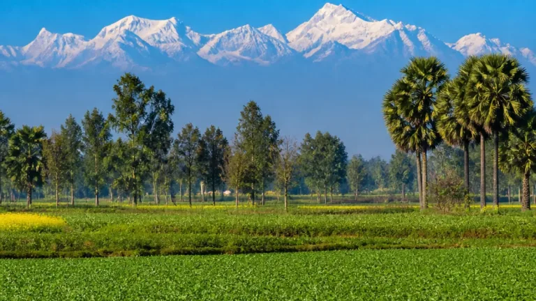 পঞ্চগড়ে অনুপম আবহাওয়ায় আগে দেখানো দিল কাঞ্চনজঙ্ঘার বরফাচ্ছন্ন চূড়া