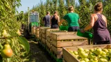À Geel, récolte anticipée et innovations : les poires Conférence arrivent deux semaines plus tôt