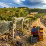 Beaujolais : la diversité au cœur d’une stratégie pour reconquérir les marchés