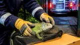 Un iguane découvert dans un sterput à Berchem-Sainte-Agathe : l’A.D.T. intervient