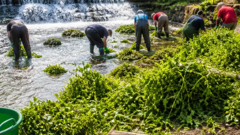 À Mons, mobilisation citoyenne le 30 septembre pour éradiquer le cresson à la cascade d'Hyon