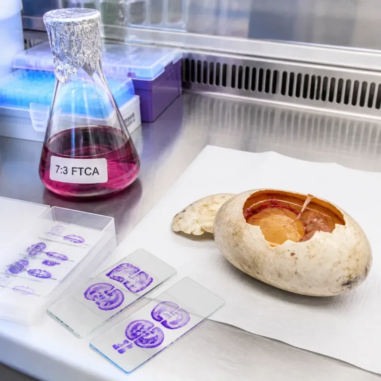 Un PFAS émergent, le 7:3 FTCA, suscite des inquiétudes pour la santé cérébrale