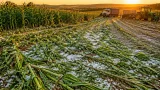 Geadas e granizo afetam lavouras de milho e trigo no RS; replantio é necessário em áreas pontuais