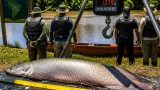 Pirarucu de 2,46 m e 137,9 kg é capturado em manejo na Reserva do Rio Cautario, em Costa Marques