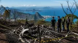 Tucano reintroduzido na Tijuca recupera função ecológica e ajuda dispersão de sementes
