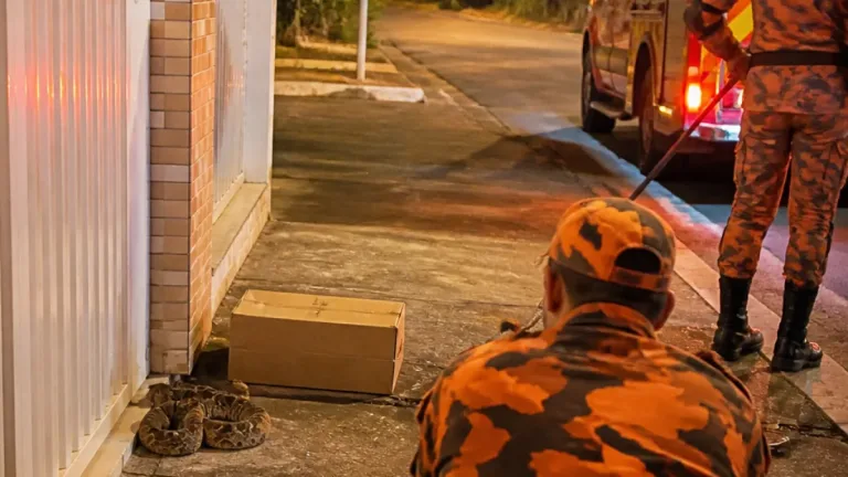 Cascavel é encontrada em porta de casa no bairro Aclimação, em Uberlândia