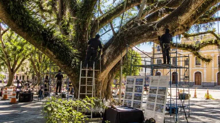 Florianópolis inicia reforço estrutural na figueira centenária da Praça XV