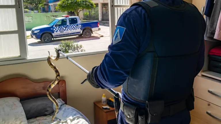 Guarda Municipal resgata serpente em quarto de casa no bairro Portal das Garças, Vila Velha