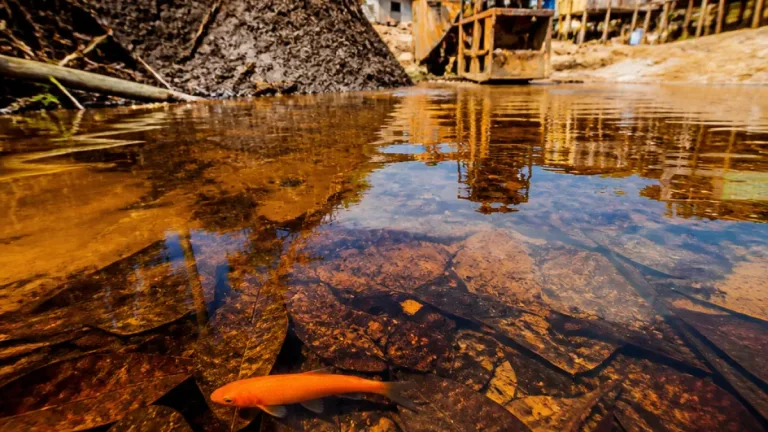 Novo peixe do Amapá é descrito e pesquisadores alertam para risco de extinção