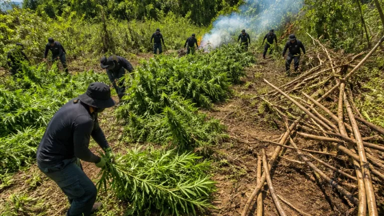 PM encontra mais de 1,7 mil pés de maconha em duas plantações no nordeste do Pará