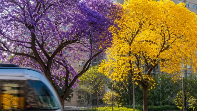 Porto Alegre: ipês florescem no inverno e revelam desajuste fenológico associado ao calor urbano