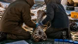 Ancient Yukon bones identified as Ice‑Age American cheetah, DNA and isotopes reveal