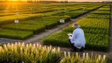Brandon research centre races to breed climate-resilient crops for Prairie farmers