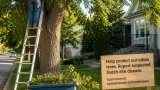 Elm pruning season reopens in Saskatchewan as annual ban ends Sept. 1