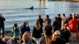 Halifax residents gather as rare basking shark visits Bedford Basin