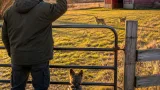 New Glasgow resident warns neighbours after repeated close encounters with coyotes