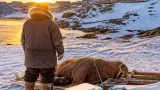 Nunavut health officials warn Naujaat residents after walrus tests positive for trichinella