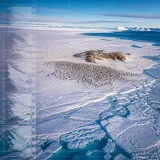 Decades of Landsat images reveal mixed fortunes for emperor penguins amid shifting Antarctic ice